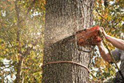 Tree service