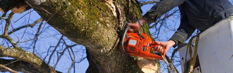 Tree removal