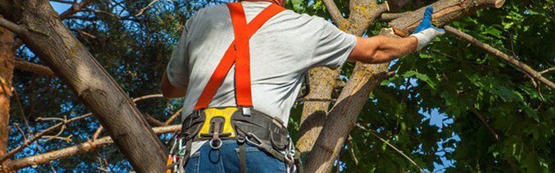 Tree service