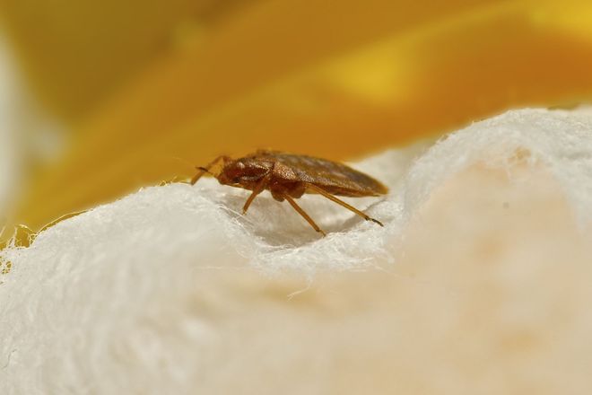 Economy Pest Control