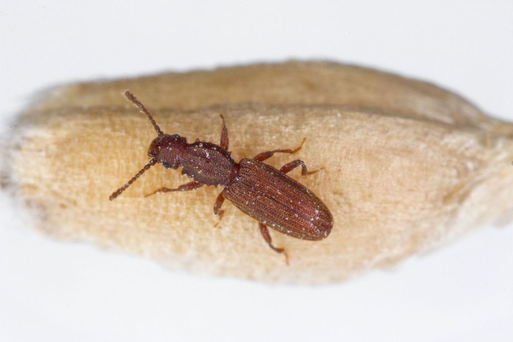 Economy Pest Control
