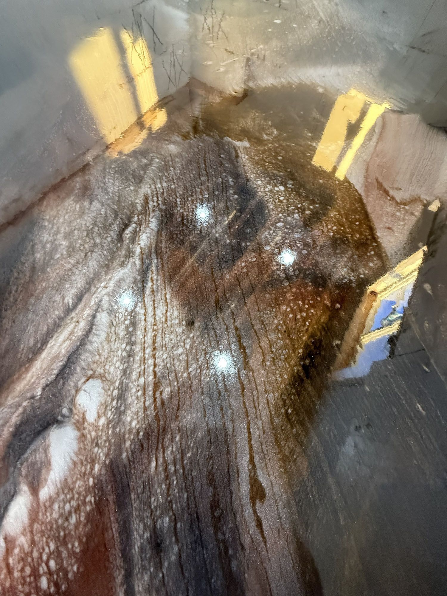 Wet brown dog lying in a metal crate, with sunlight streaming in from above.