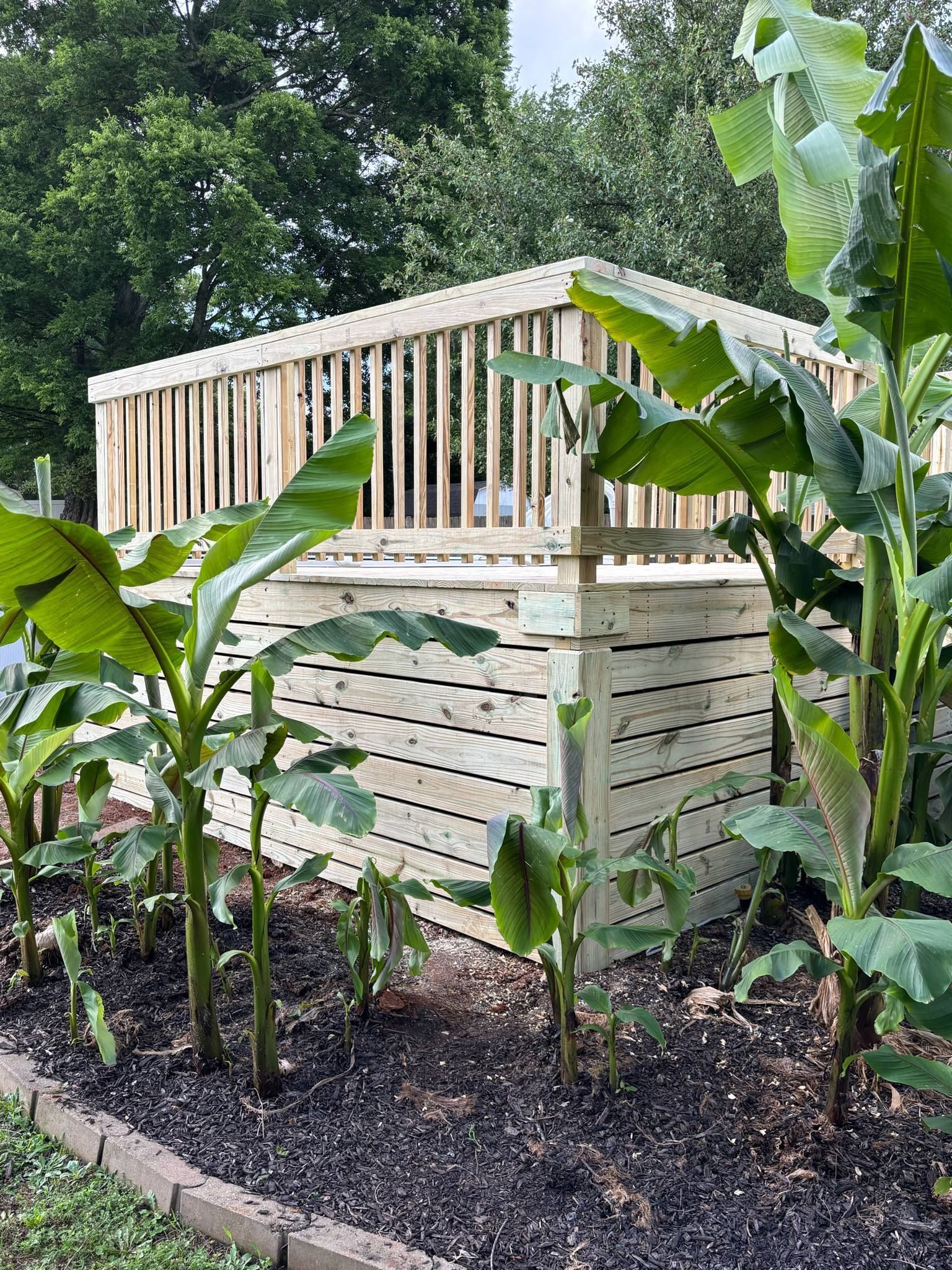 A wooden deck surrounded by banana trees in a garden.