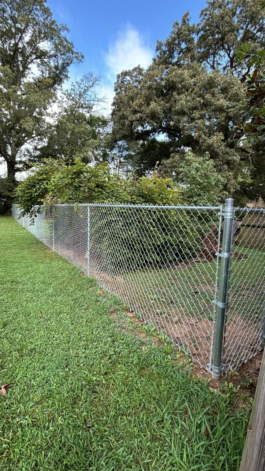 A chain link fence surrounds a lush green yard with trees in the background.