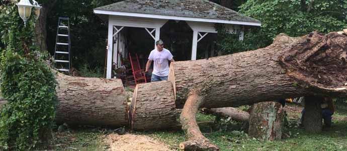 tree removal