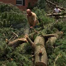 tree removal