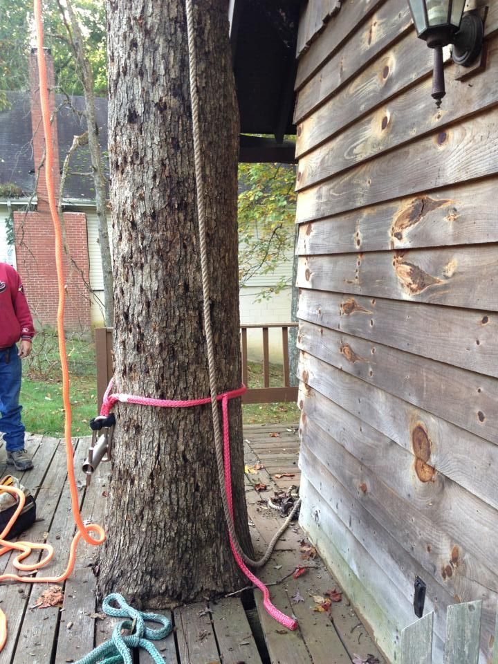 tree removal
