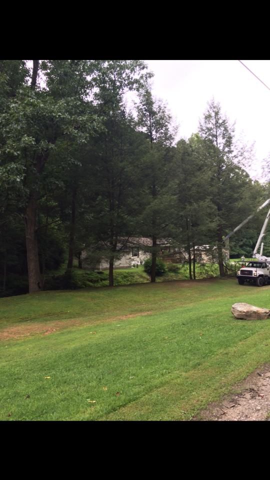 tree removal