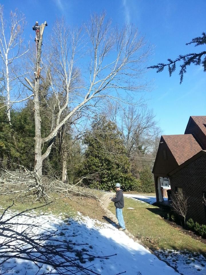 tree removal