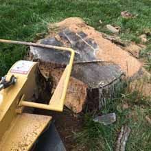 Stump Grinding