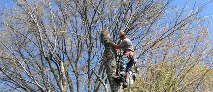 Tree removal