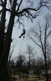 Tree Trimming