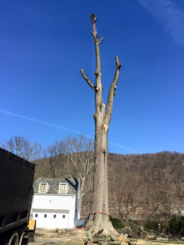 tree removal