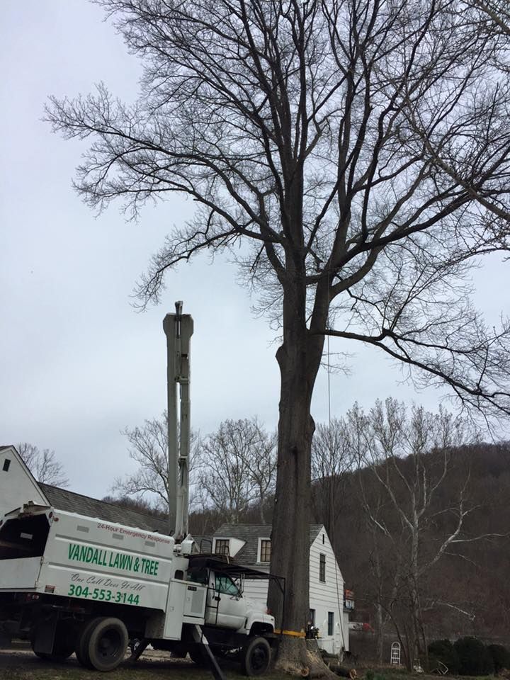 tree trimming