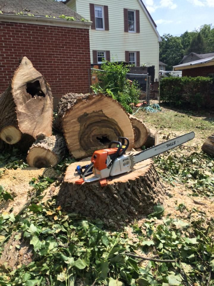 Tree removal