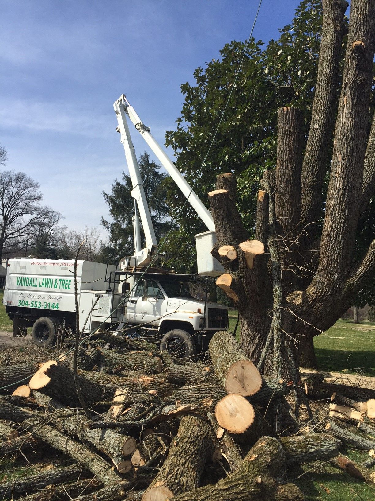 Tree removal