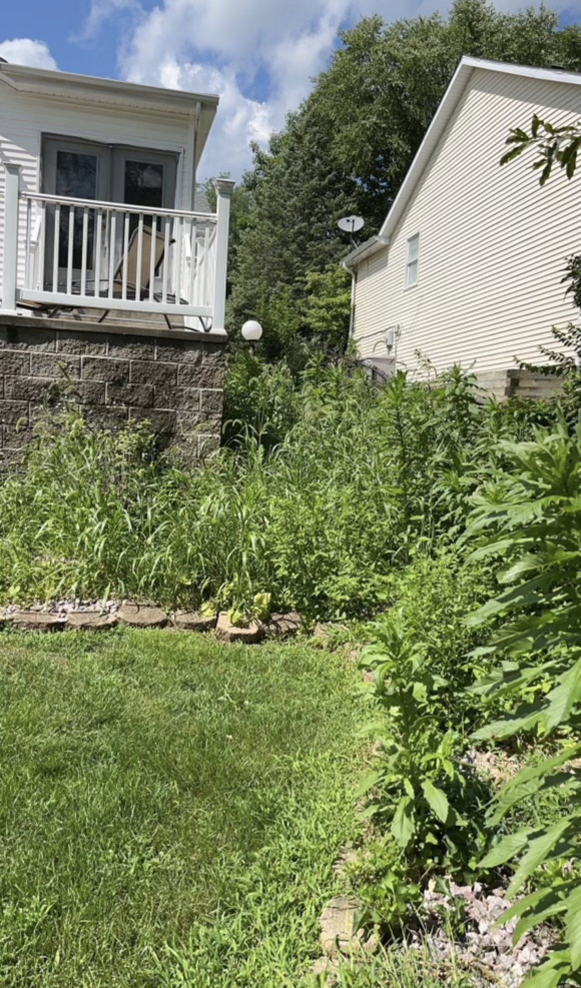 backyard with plants