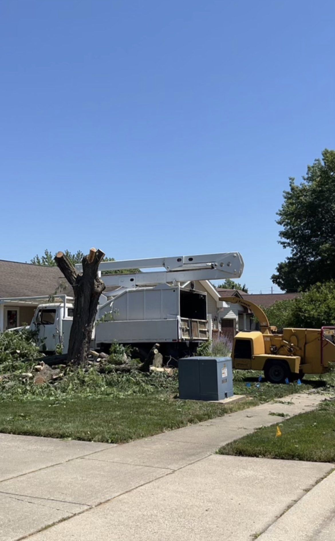 tree removal
