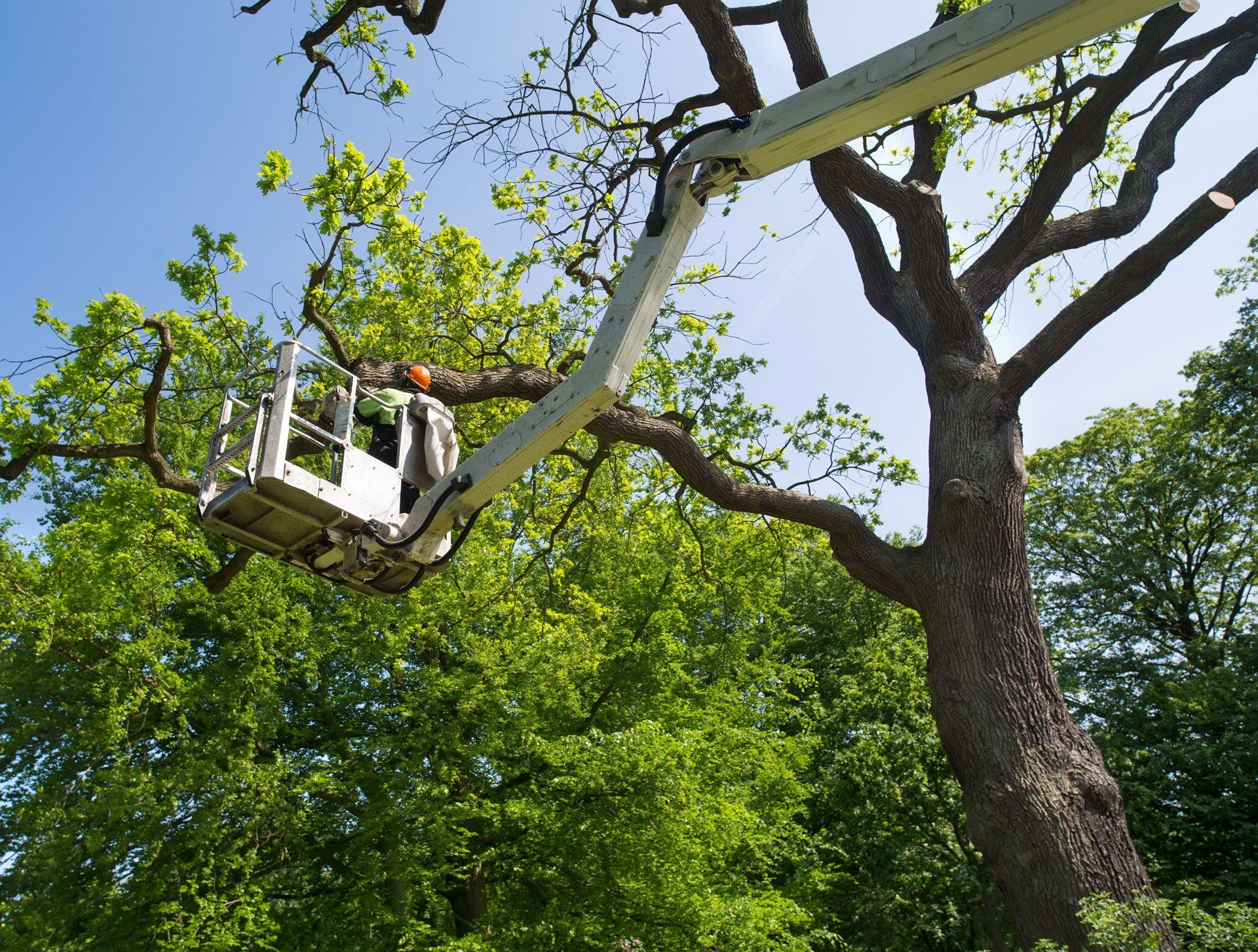 Brammer Tree Service