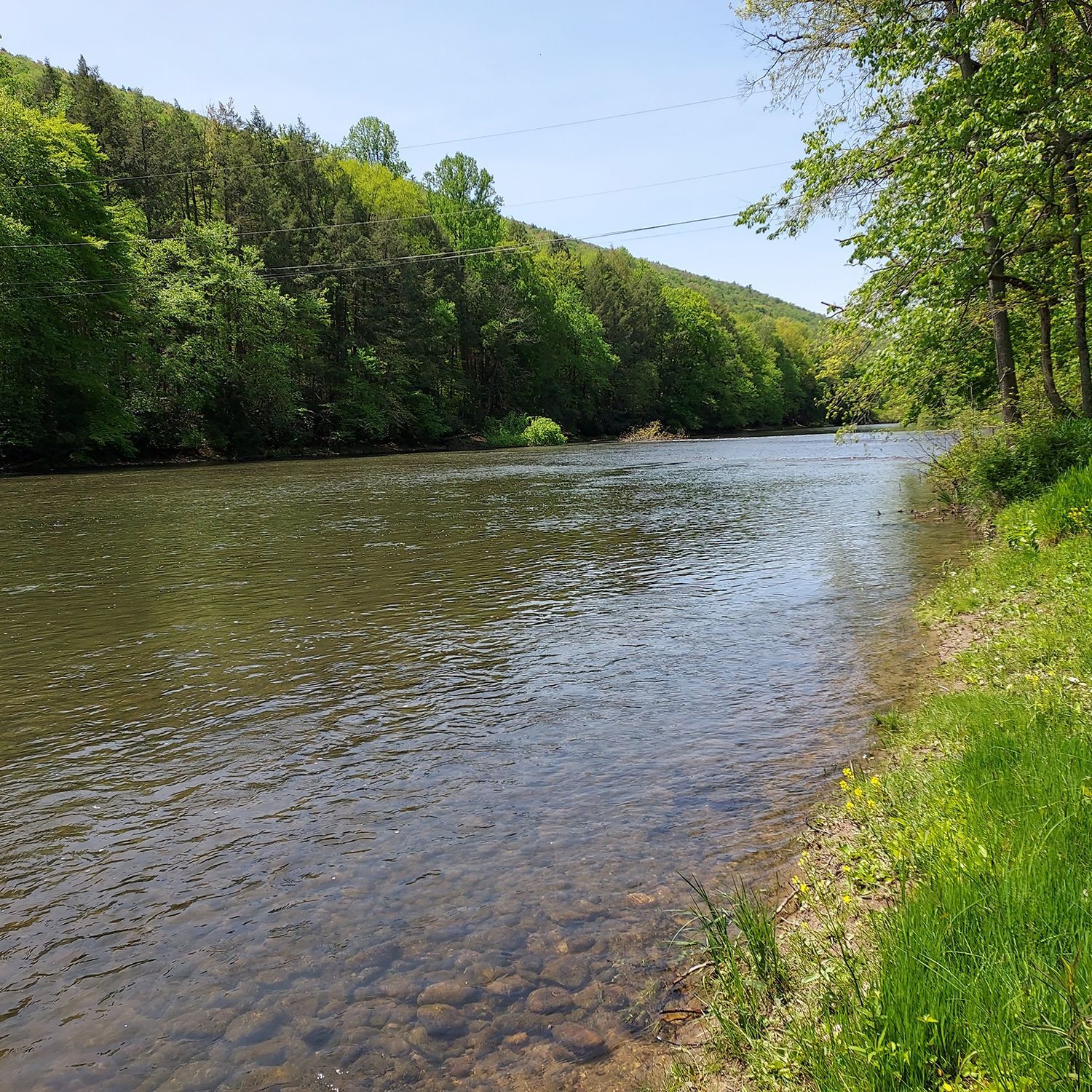 A river surrounded by trees and grass on a sunny day
