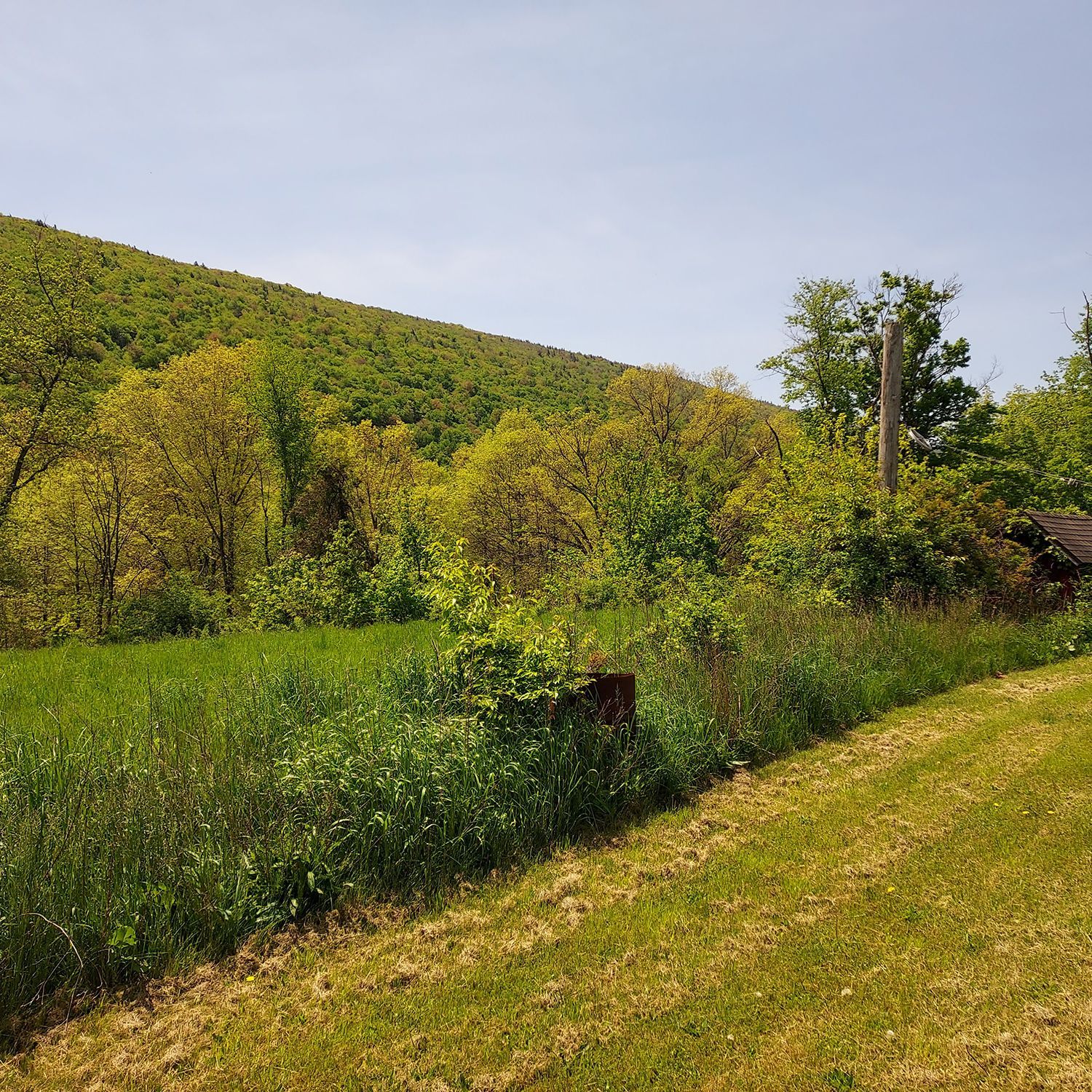 A grassy hillside surrounded by trees and bushes on a sunny day