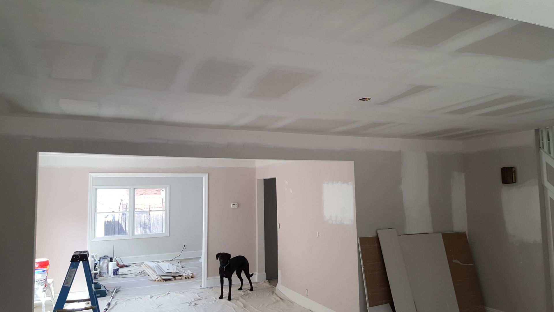 A dog is standing in a room that is being painted.
