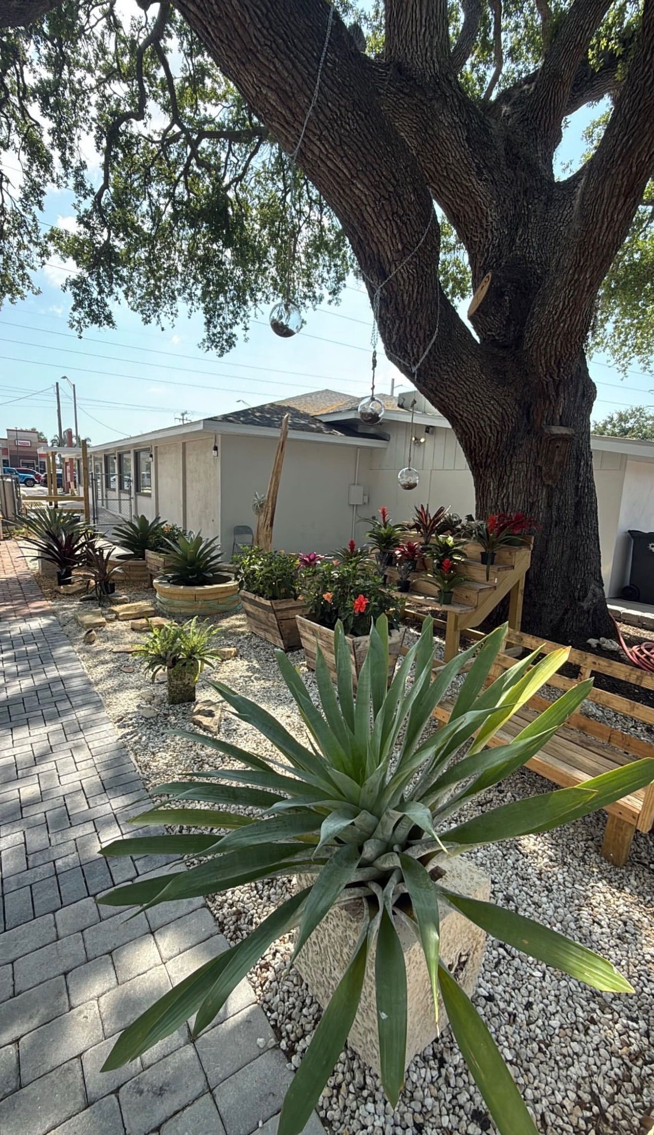 Landscaped garden path with agave, flowers, and a large tree beside a white building.