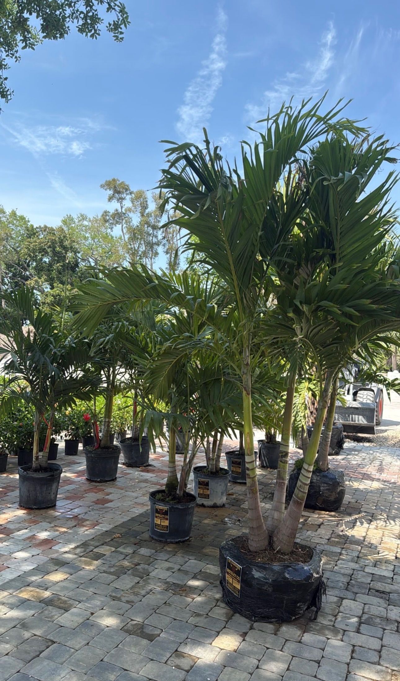 Potted palm trees lined up outdoors on a sunny paved lot under a blue sky.