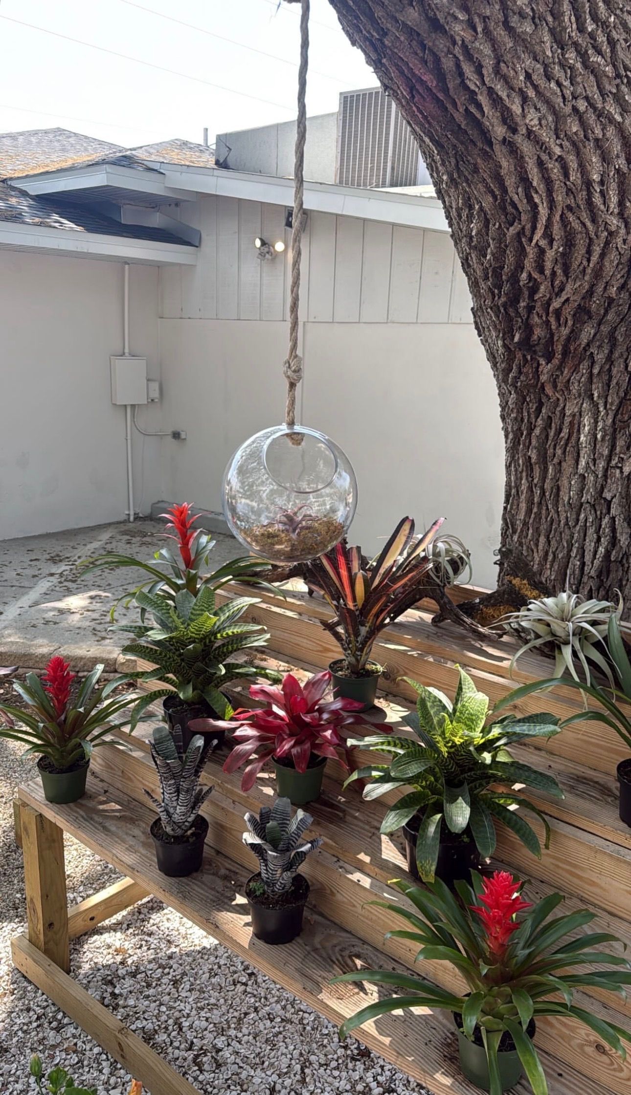 Potted red and green bromeliads beside a tree in a small courtyard garden.