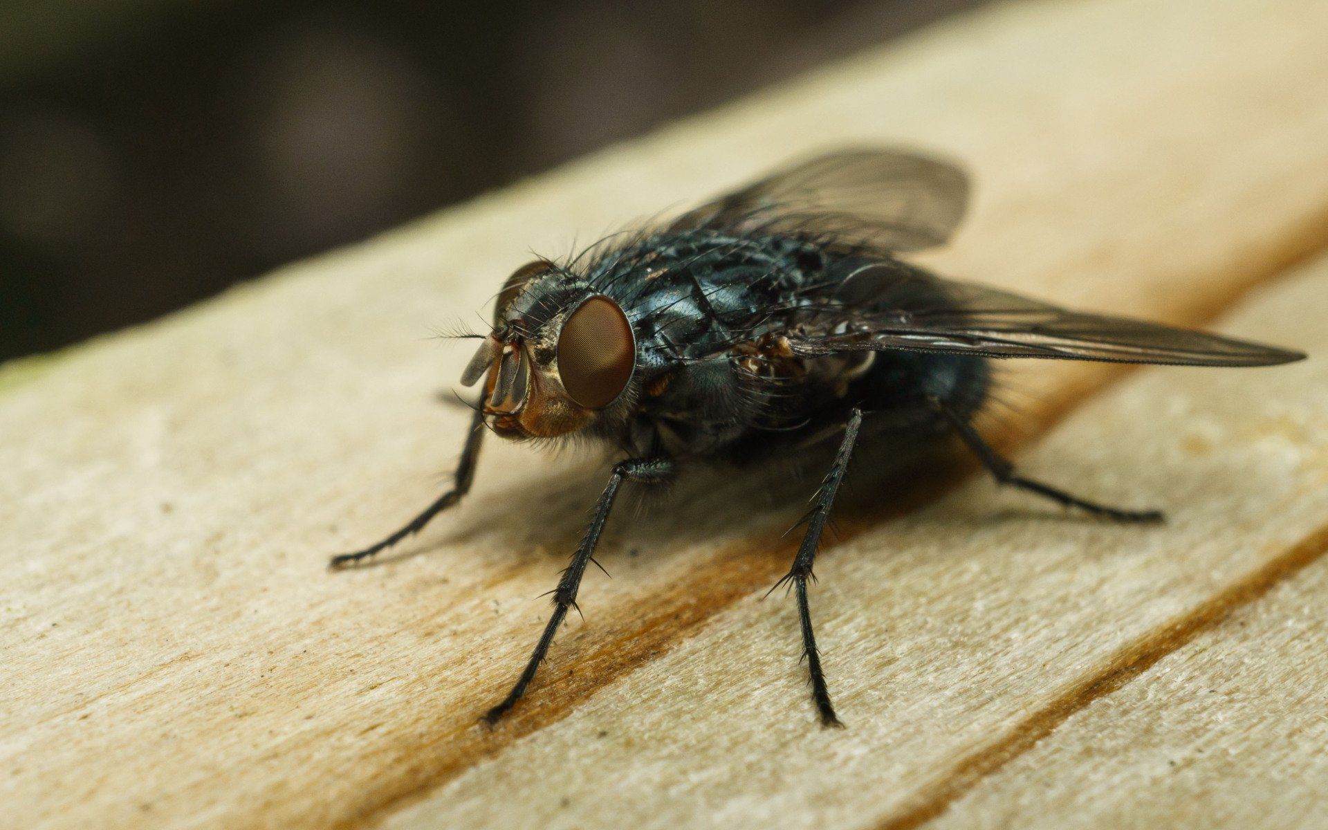 Fly