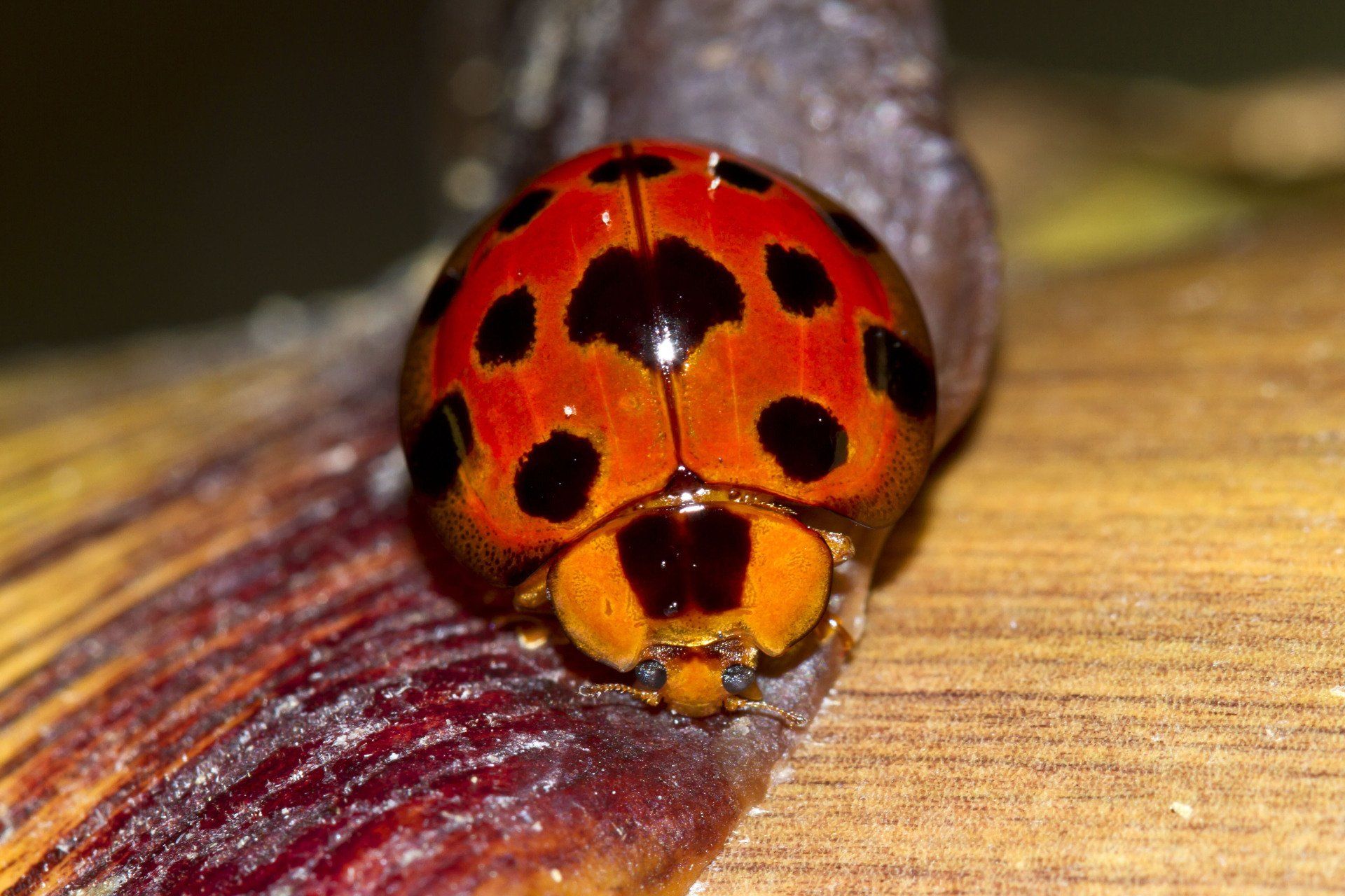 Asian Lady Beetle