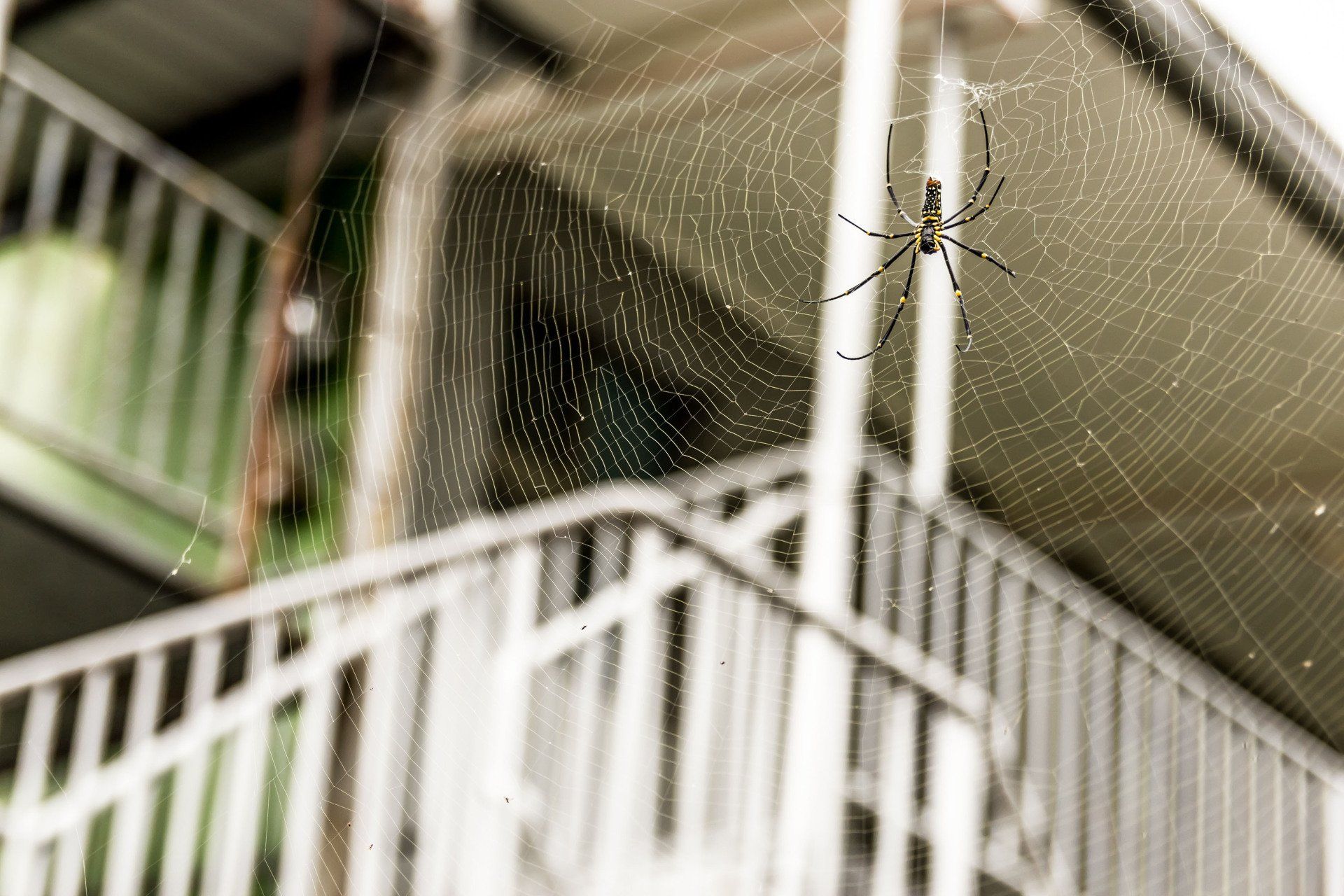 Spider