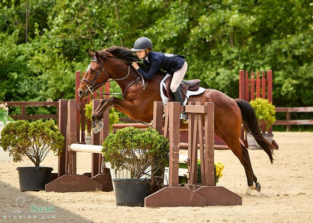 Horse and rider clearing a jump in an outdoor equestrian arena with potted shrubs and wooden obstacles.