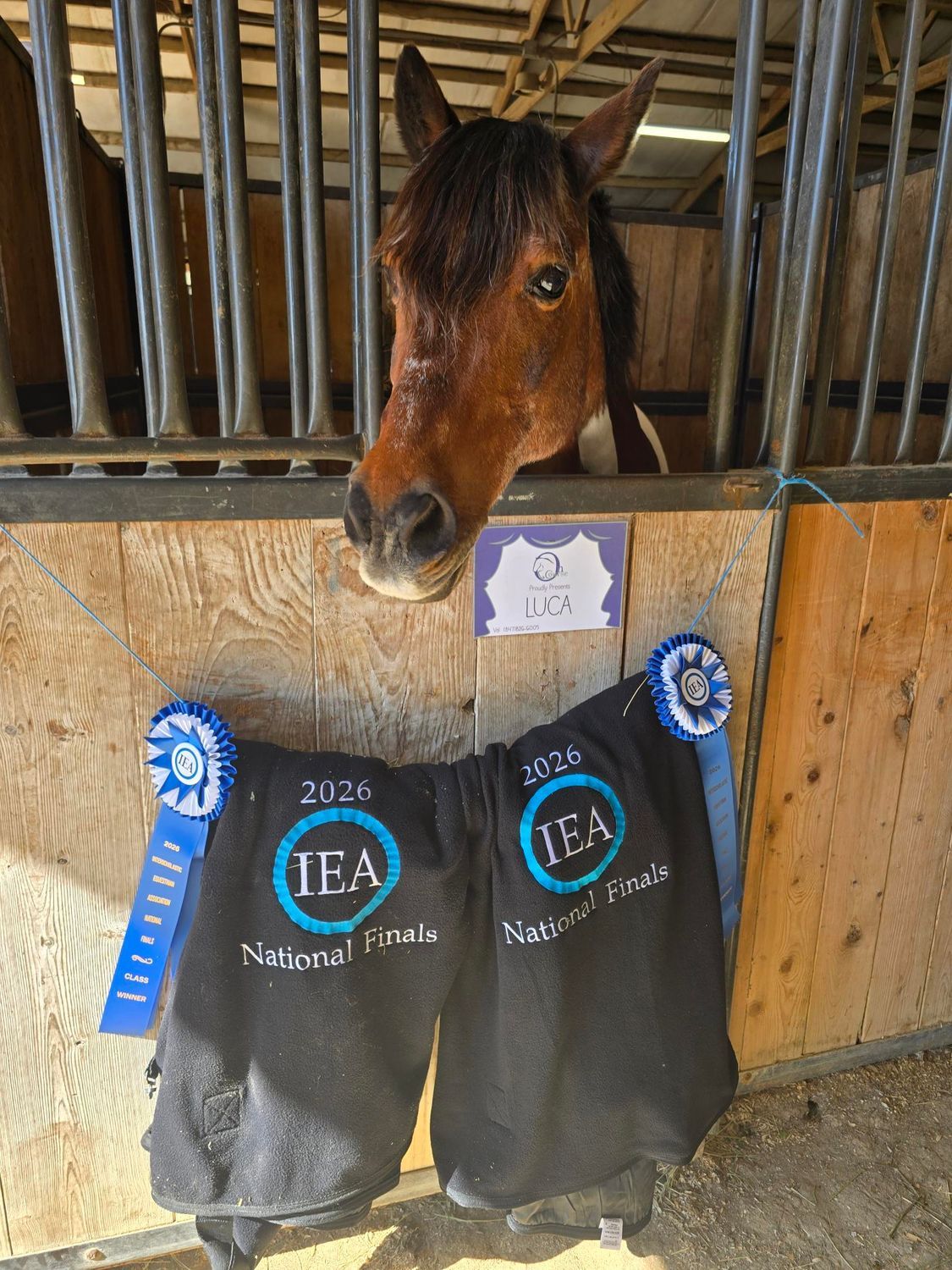 Horse in stable with award ribbons and a black prize blanket hanging on the stall door.