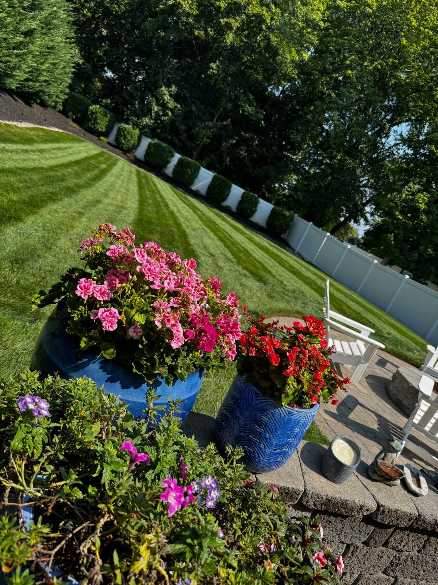 Vibrant pink and red petunias in blue pots on a patio, lush green lawn with striped mowing pattern, white fence.