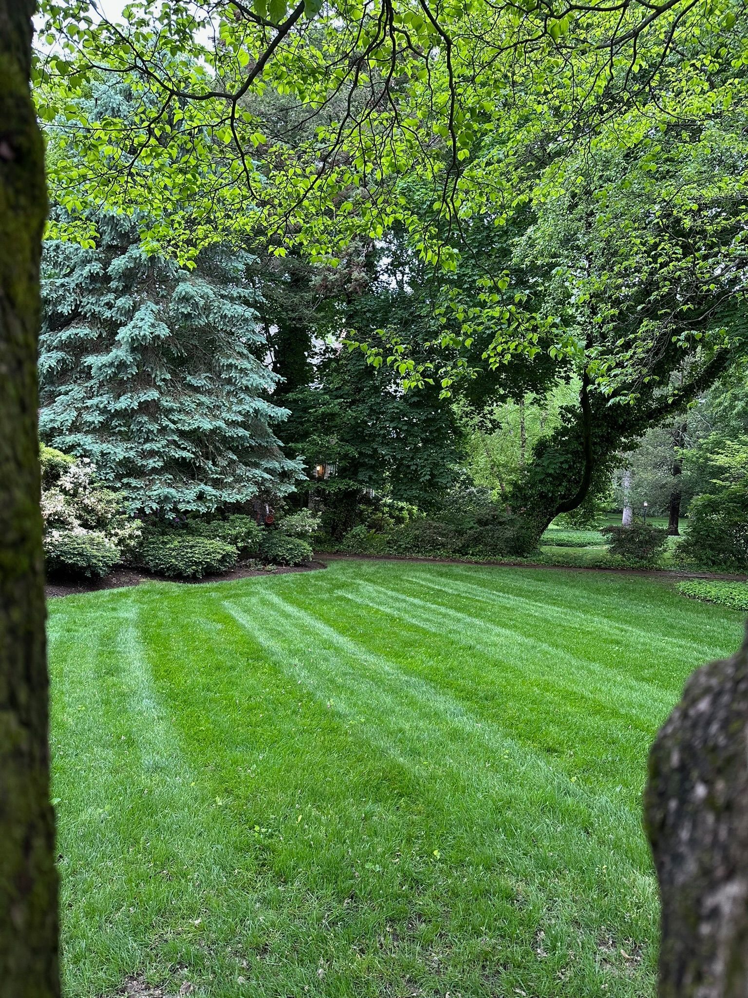 Lawn striped with grass cuttings, framed by trees. Green foliage.