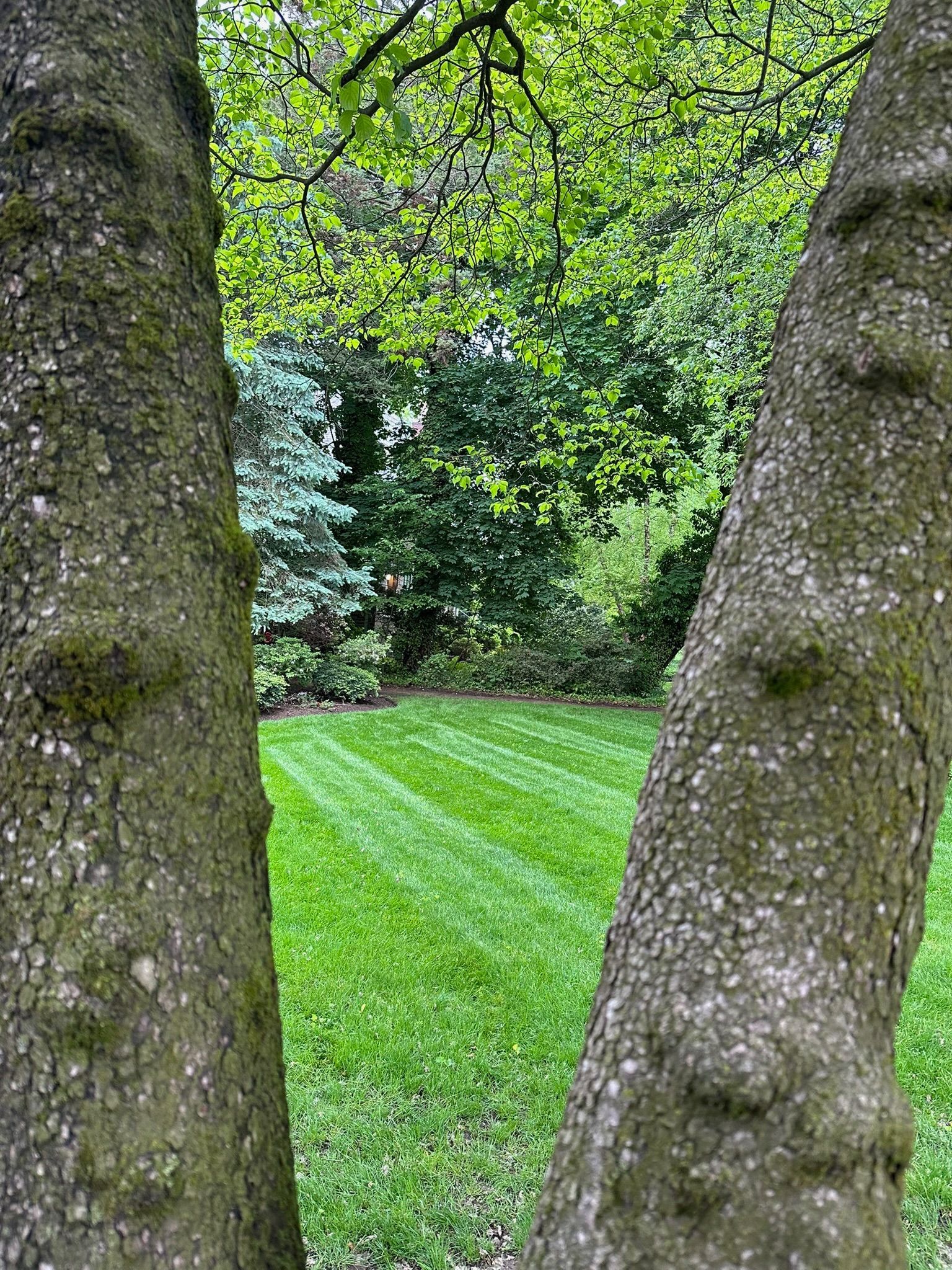 Two tree trunks frame a neatly mowed green lawn, with lush foliage in the background.