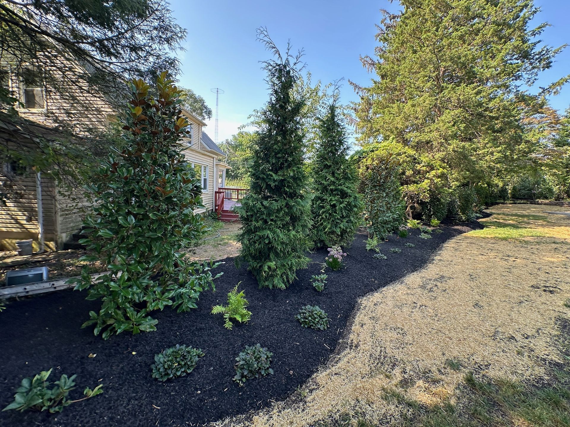 A row of evergreen trees in a landscaped bed with black mulch, next to a house and grass.