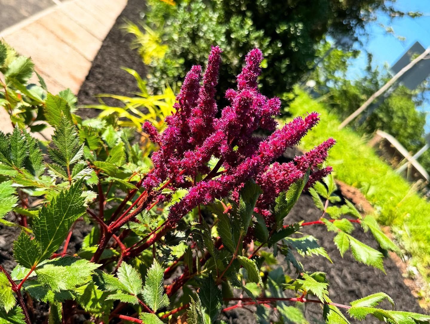 Burgundy Astilbe flowers with feathery blooms, surrounded by green foliage. Sunny outdoor setting.