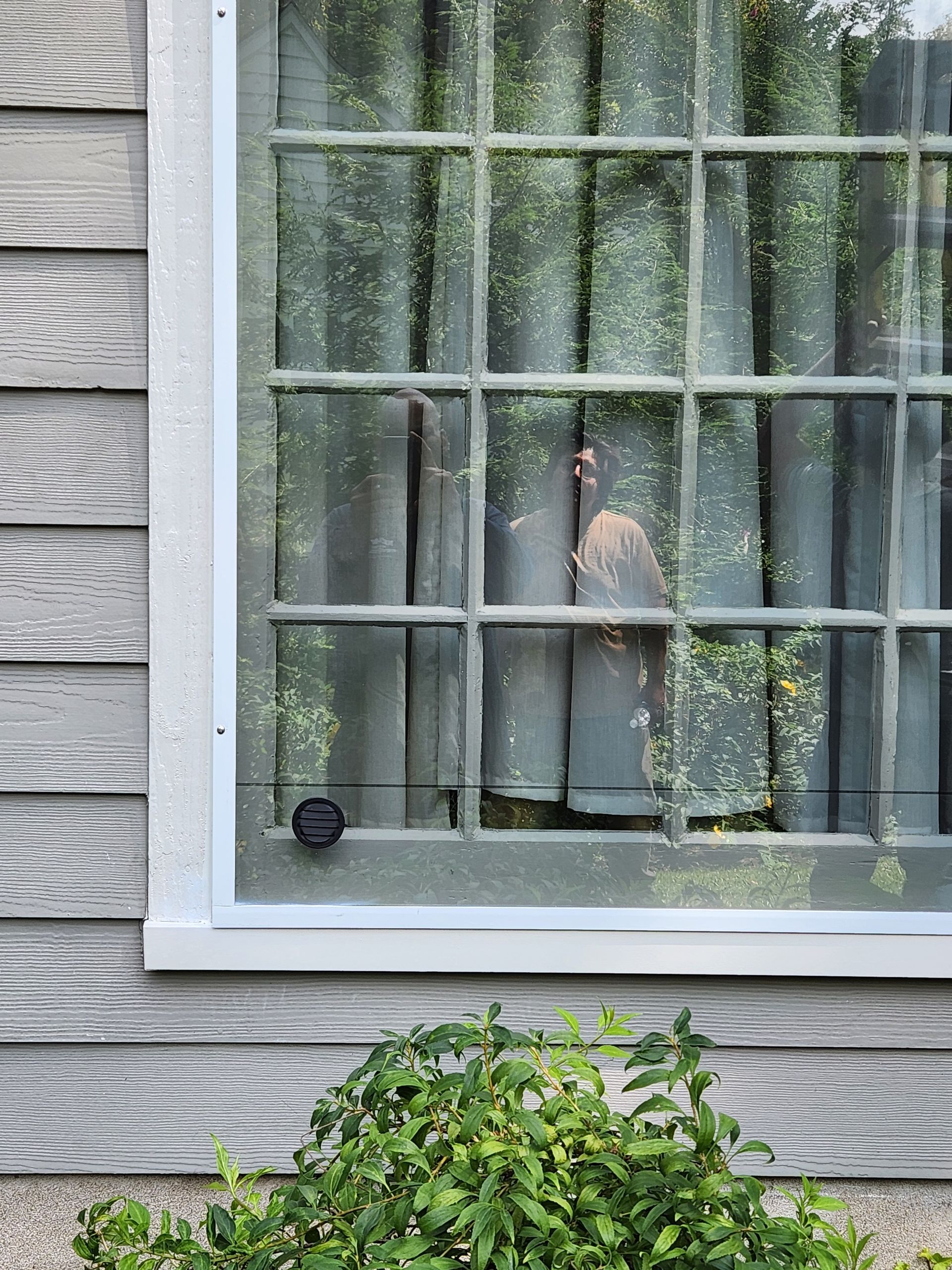 Bird perched on a window screen beside a house siding and green shrubbery