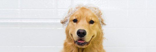 Pet deals washing services