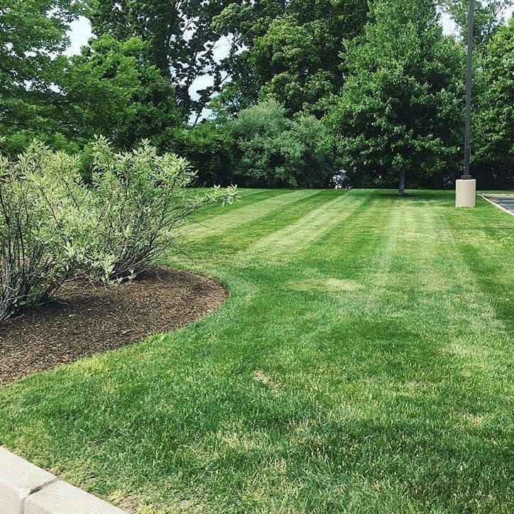 A freshly mown lawn with striped patterns, featuring a mulched garden bed with a shrub in the foreground and tall trees.