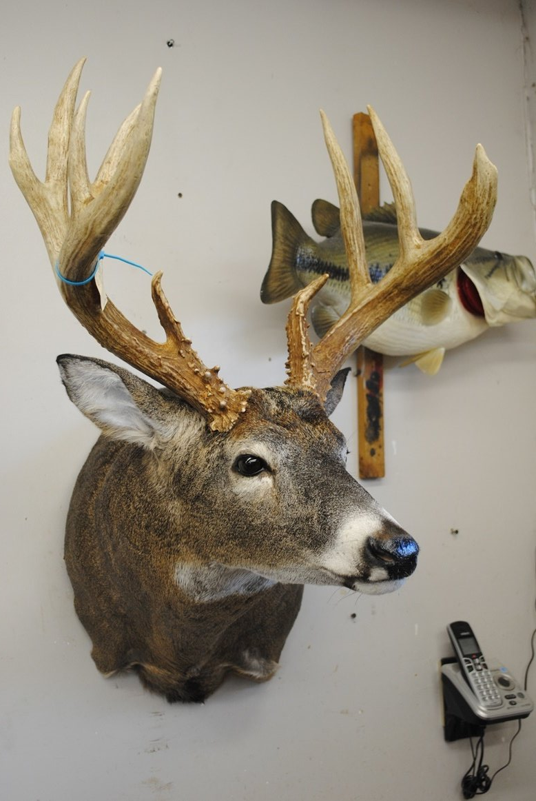 Taxidermy shoulder mount