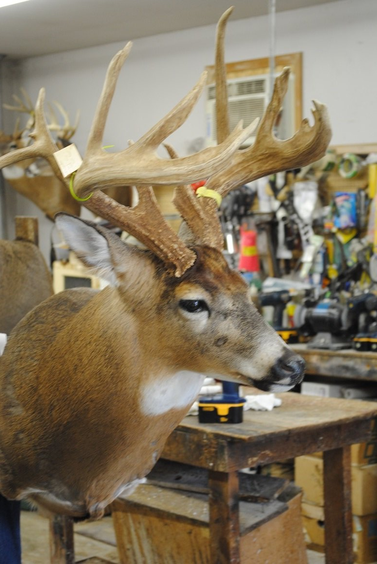 Taxidermy shoulder mount