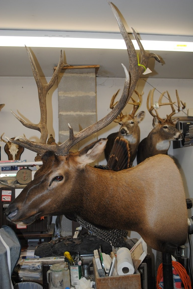 Taxidermy shoulder mount