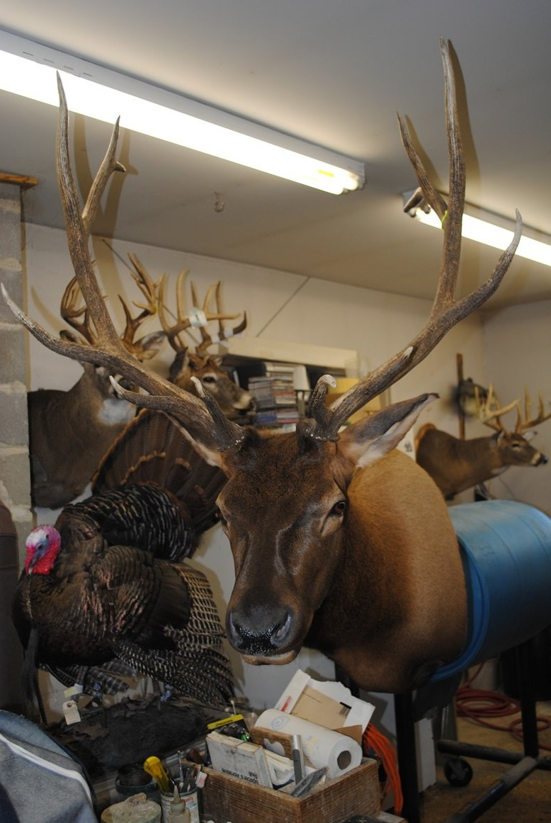 Taxidermy shoulder mount
