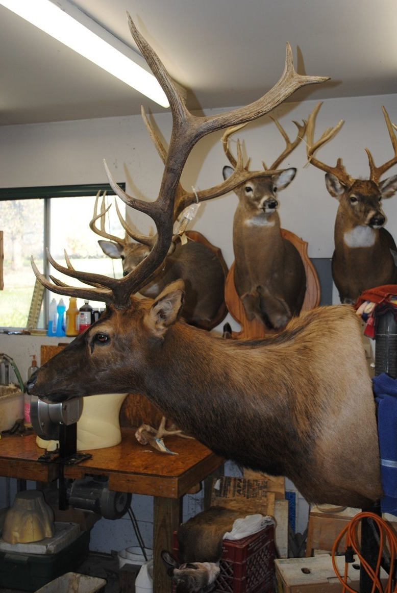 Taxidermy shoulder mount