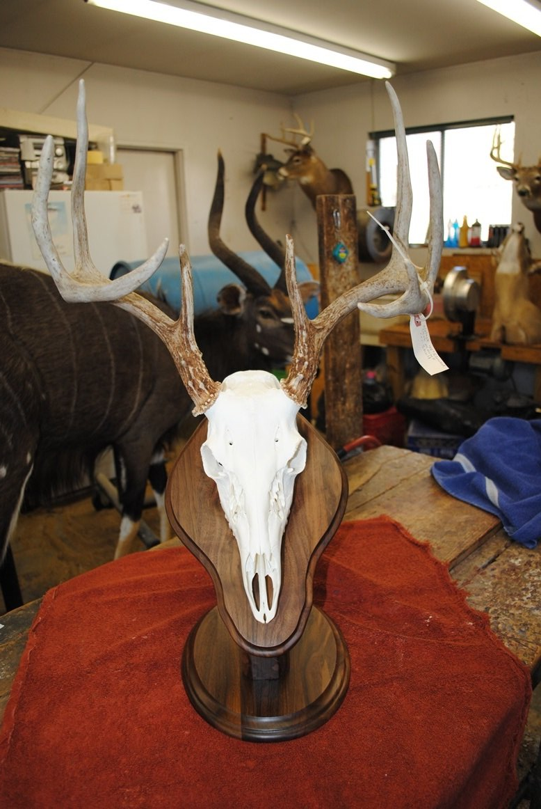 Taxidermy European mount
