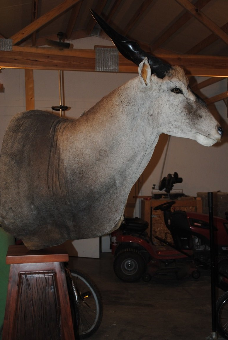 Taxidermy shoulder mount