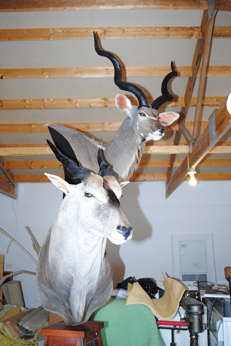 Taxidermy shoulder mount
